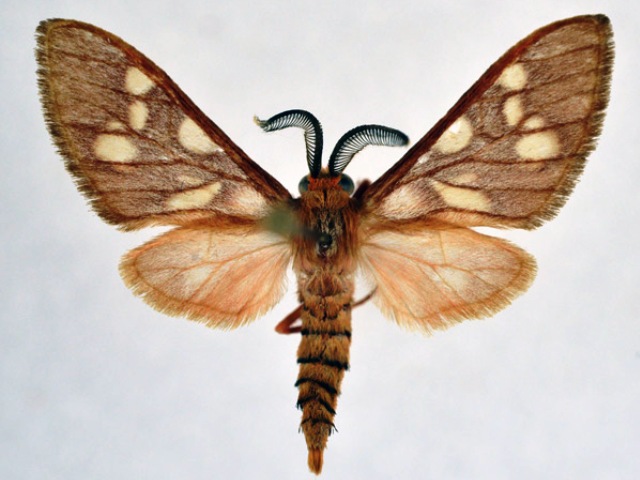 Pseudothyretes obscurus